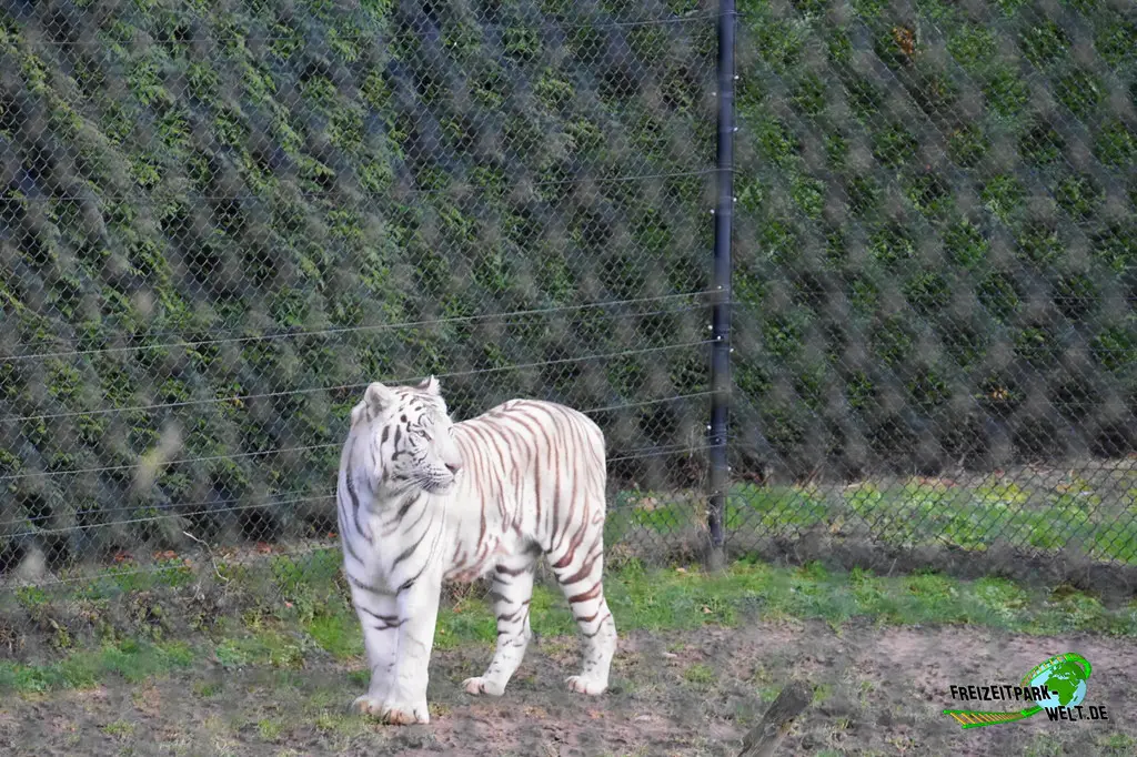 Sibirischer Tiger in Mondo Verde - 2024