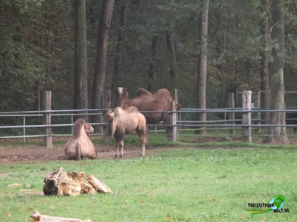 Trampeltier im Natur- und Tierpark Brüggen - 2017