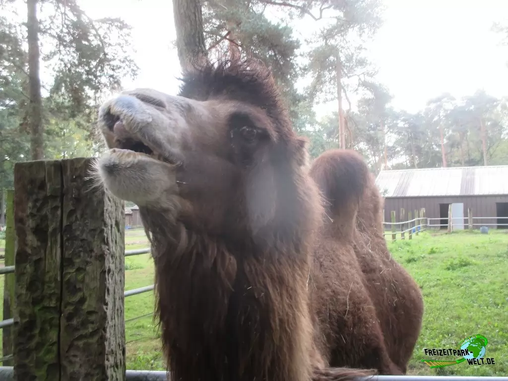 Trampeltier im Natur- und Tierpark Brüggen - 2017