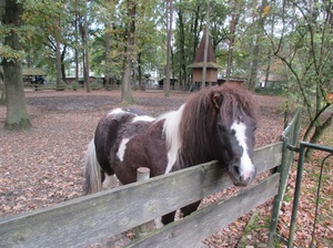 Mini-Galerie Natur- und Tierpark Brüggen Foto 7