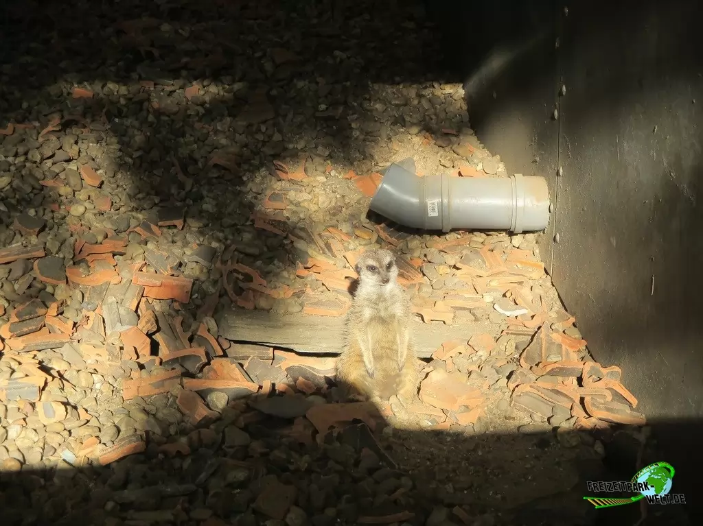 Erdmännchen im Natur- und Tierpark Brüggen - 2017