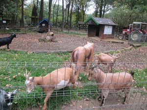 Mini-Galerie Natur- und Tierpark Brüggen Foto 1