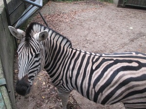 Mini-Galerie Natur- und Tierpark Brüggen Foto 2