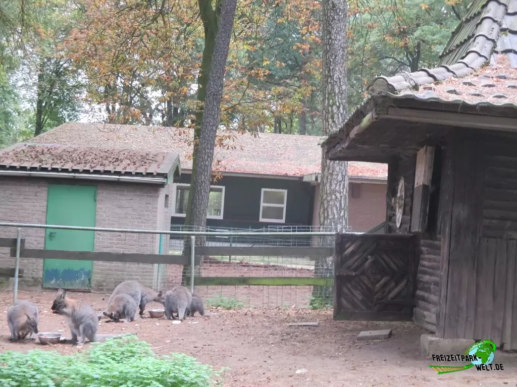Benettkänguru im Natur- und Tierpark Brüggen - 2017