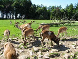 Teaserfoto Panorama-Park Sauerland Wildpark