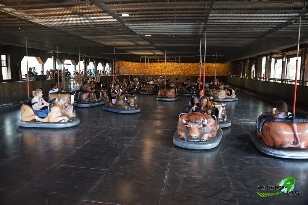 Wild Buffalos in Port Aventura - 2015