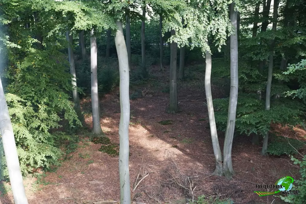 Baumkronenpfad im Freizeitpark Schloß Beck - 2015: Einblicke in den Wald