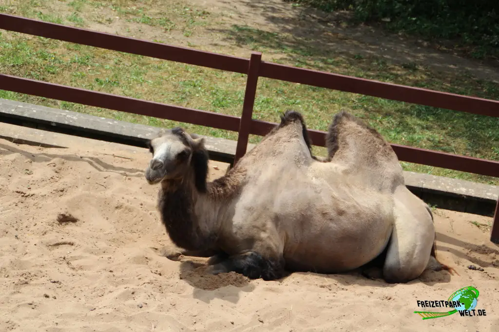 Trampeltier im Erlebnispark Schloss Thurn - 2023