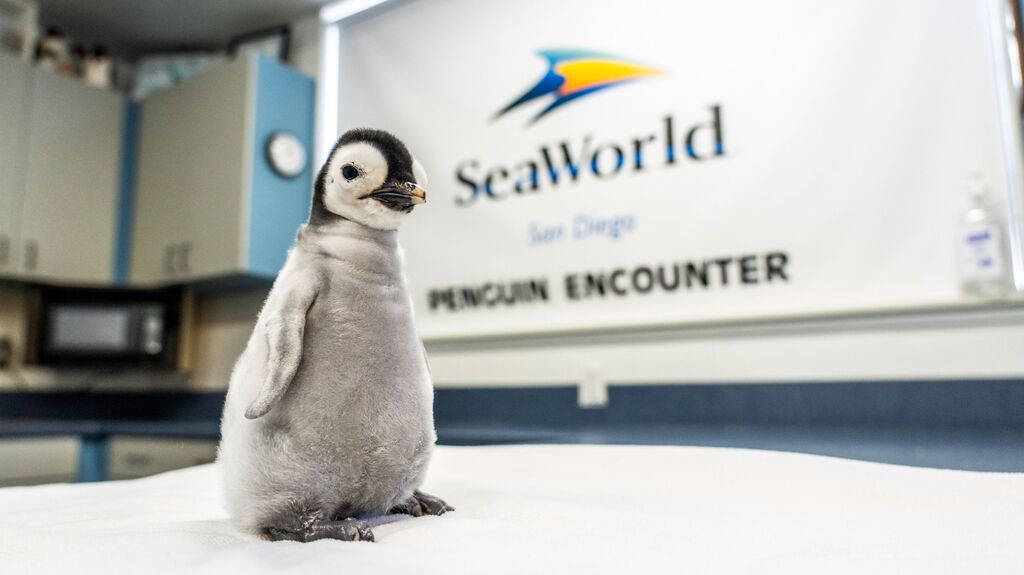 23_swc_emperorpenguin-photo.jpg
