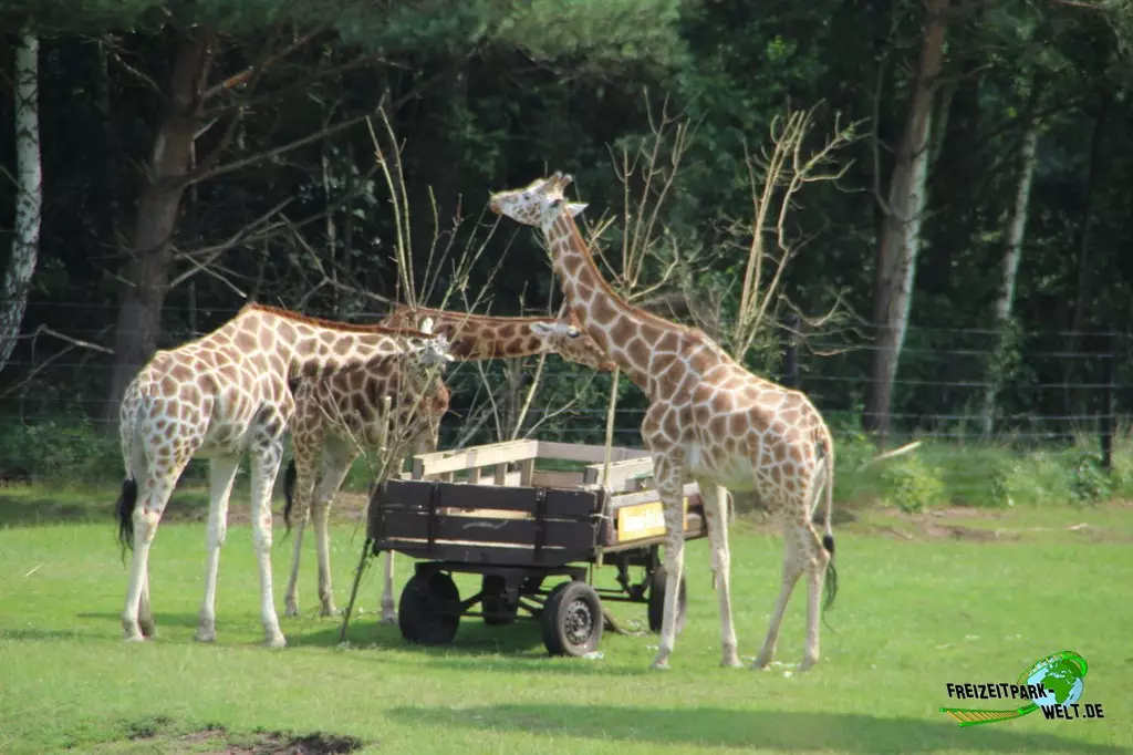 Giraffe im Serengeti-Park - 2021