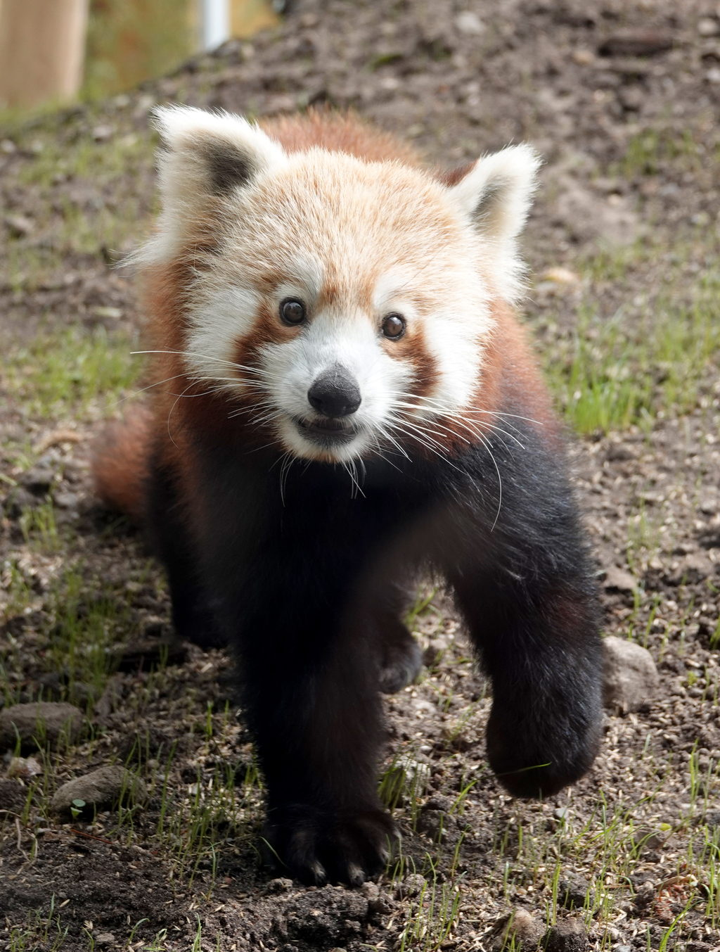 Panda-Br 4.jpg