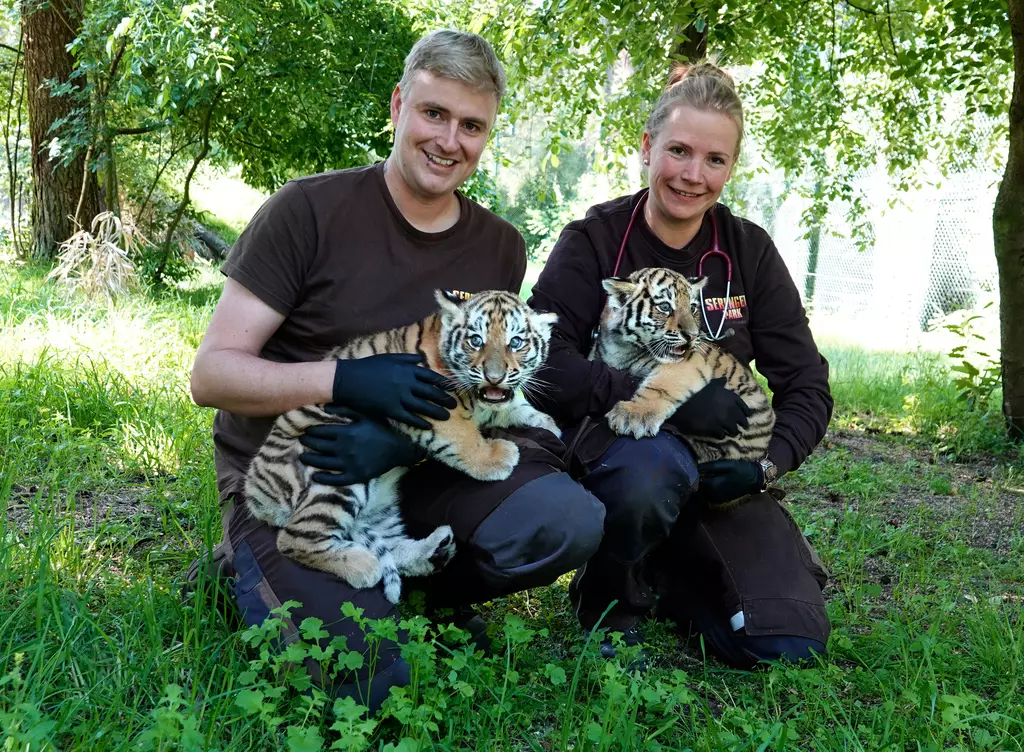 Sibirischer Tiger im Eifelpark - 2023