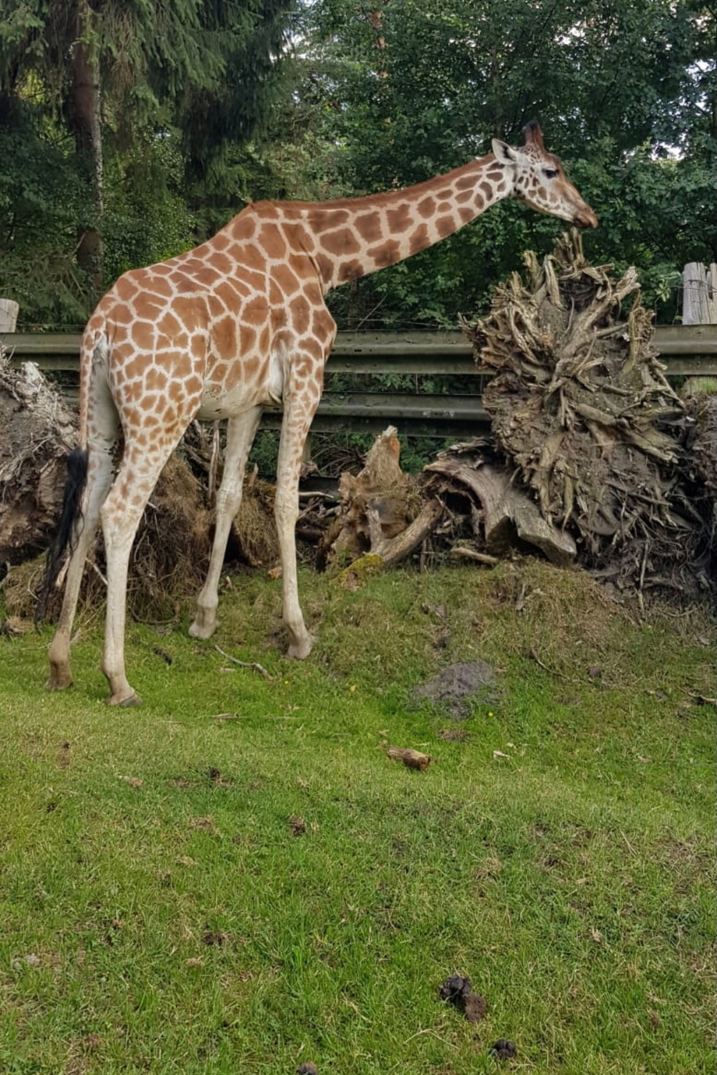 giraffe - 1.jpeg