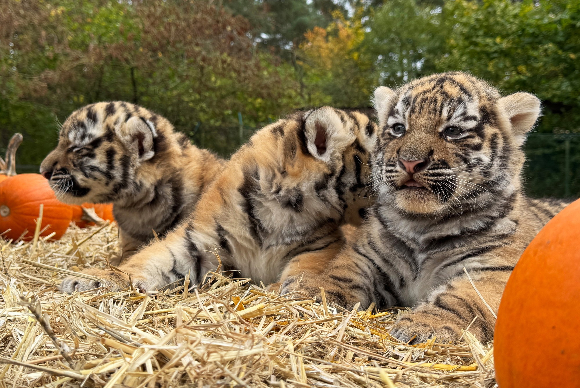 Nachwuchs Bei Den Sibirischen Tigern Im Serengeti Park Serengeti Park