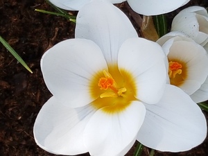 Mini-Galerie Keukenhof Foto 2