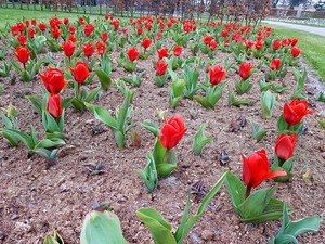 Mini-Galerie Keukenhof Foto 15