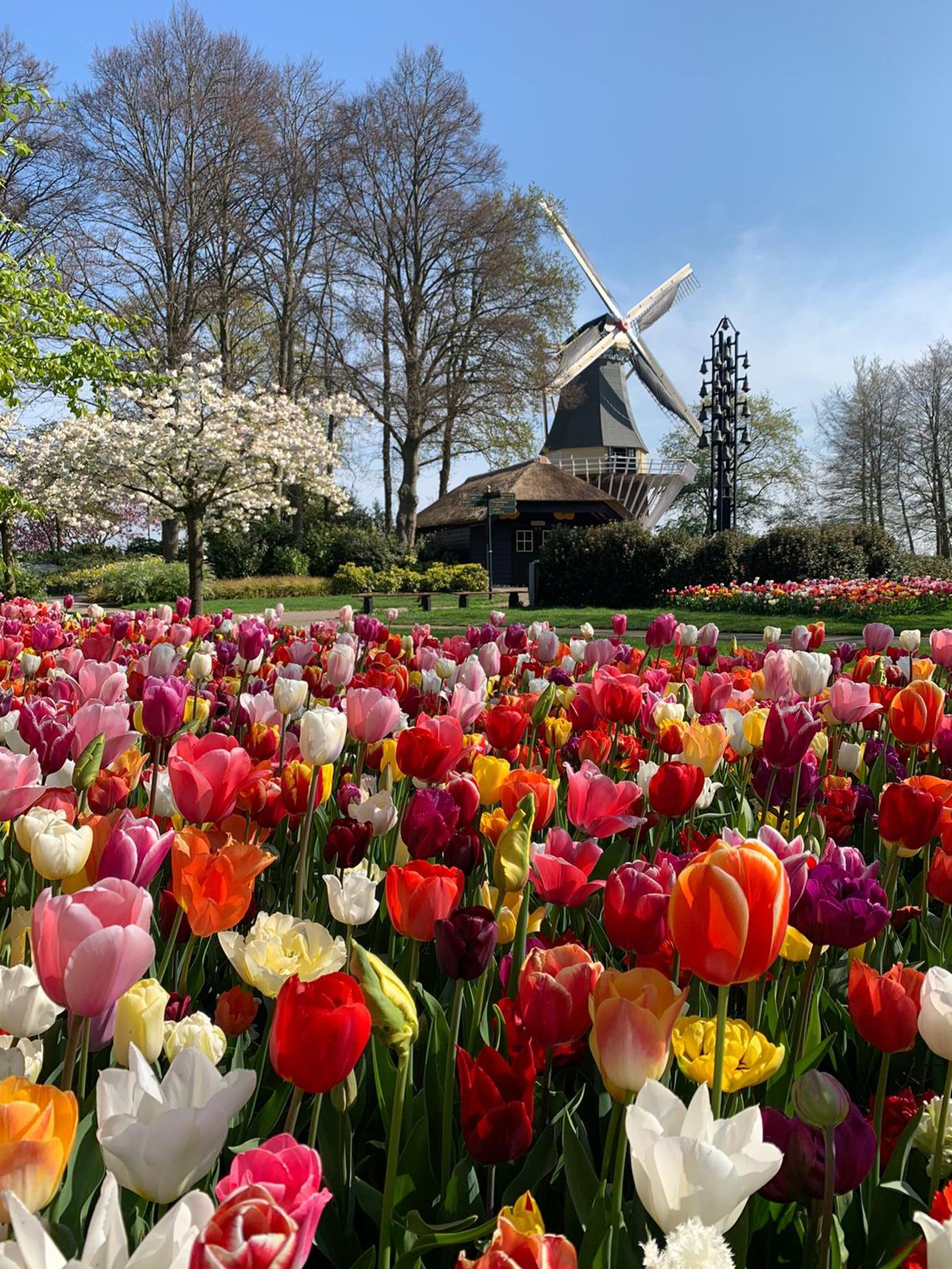 Virtueller Spaziergang durch den Keukenhof Keukenhof