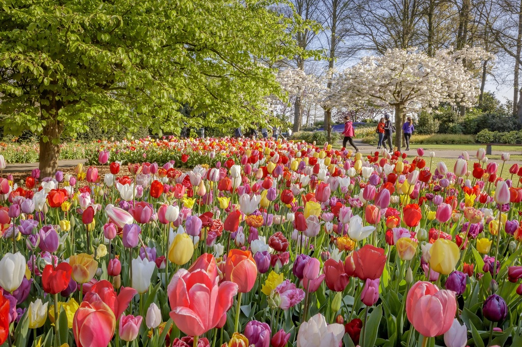 Keukenhof 2023.jpg