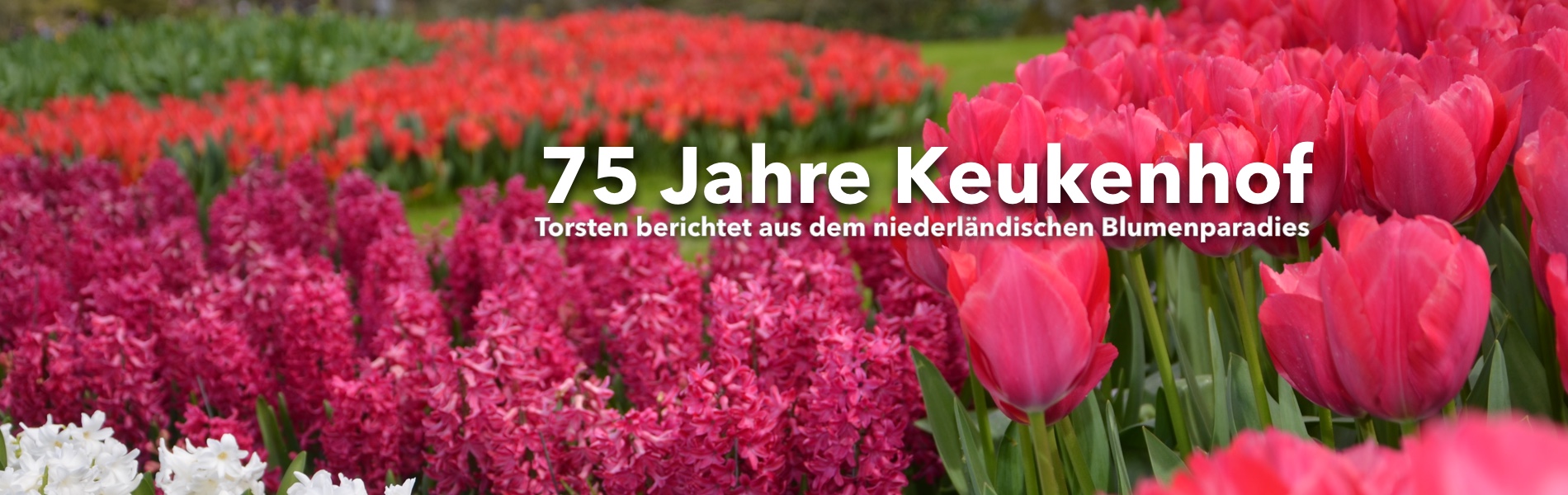 Teaser Keukenhof