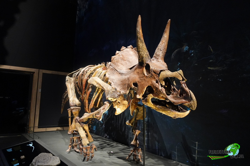 Naturalis - 2025: Auch viele echte Funde können in Naturalis bestaunt werden