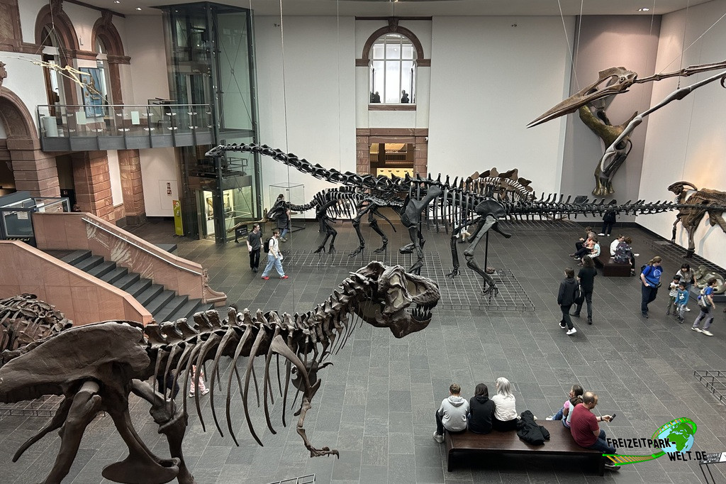 Senckenberg Naturmuseum - 2025