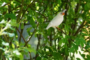 Mini-Galerie Affen- und Vogelpark Eckenhagen Foto 2