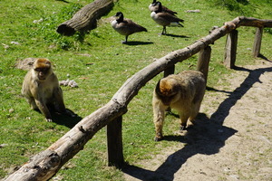 Mini-Galerie Affen- und Vogelpark Eckenhagen Foto 5