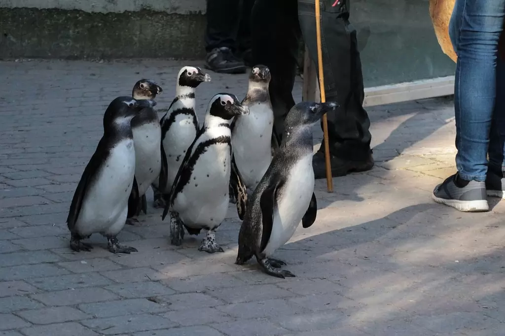 Brillenpinguine im Allwetterzoo Münster - 2019