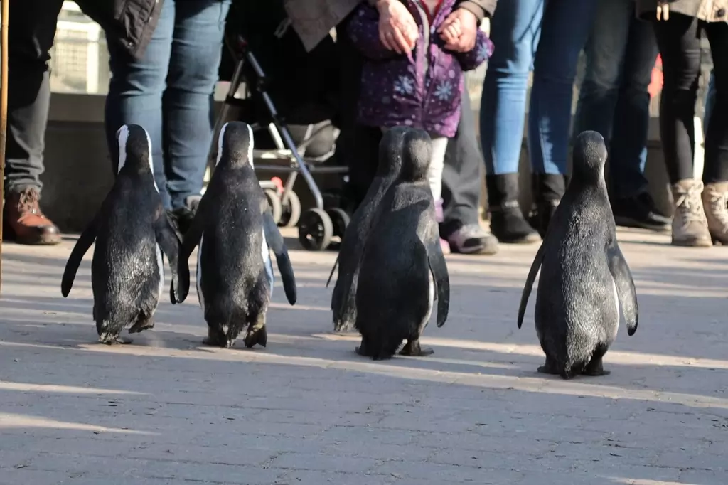 Brillenpinguine im Allwetterzoo Münster - 2019