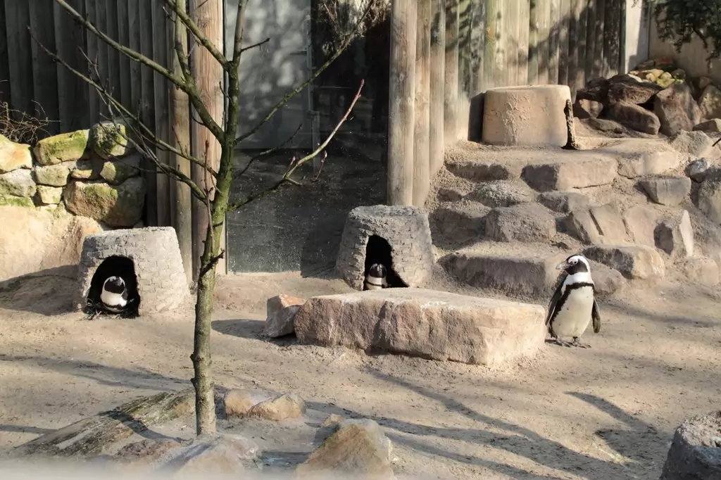 Brillenpinguine im Allwetterzoo Münster - 2019
