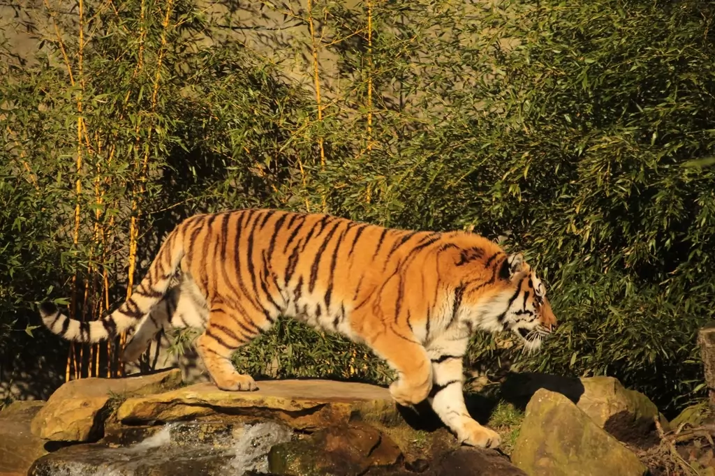 Königstiger im Allwetterzoo Münster - 2019
