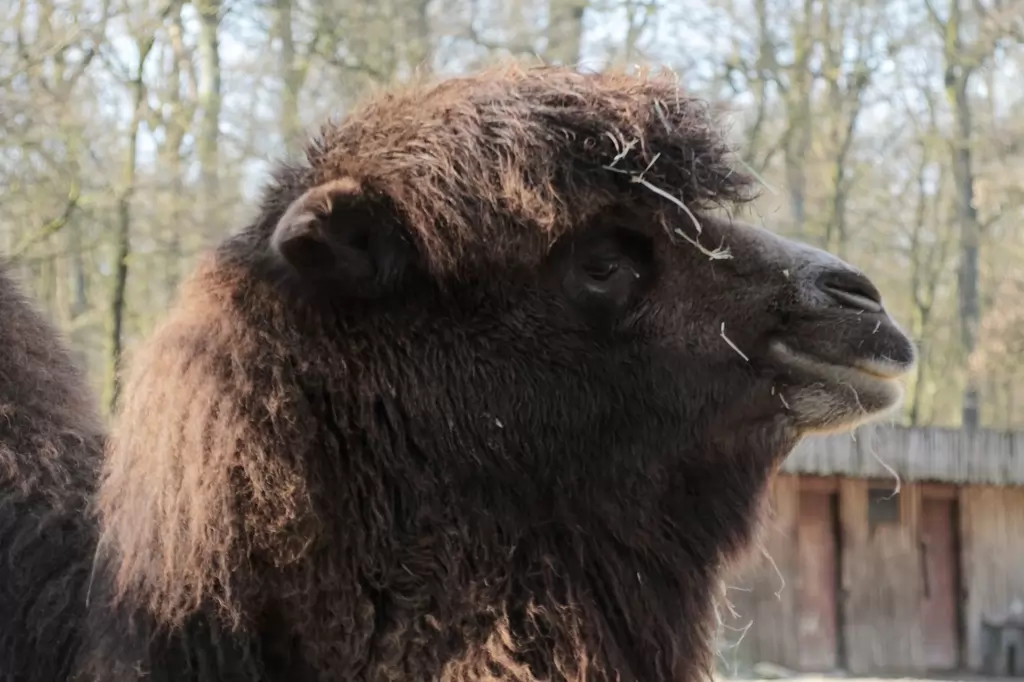 Trampeltier im Allwetterzoo Münster - 2019