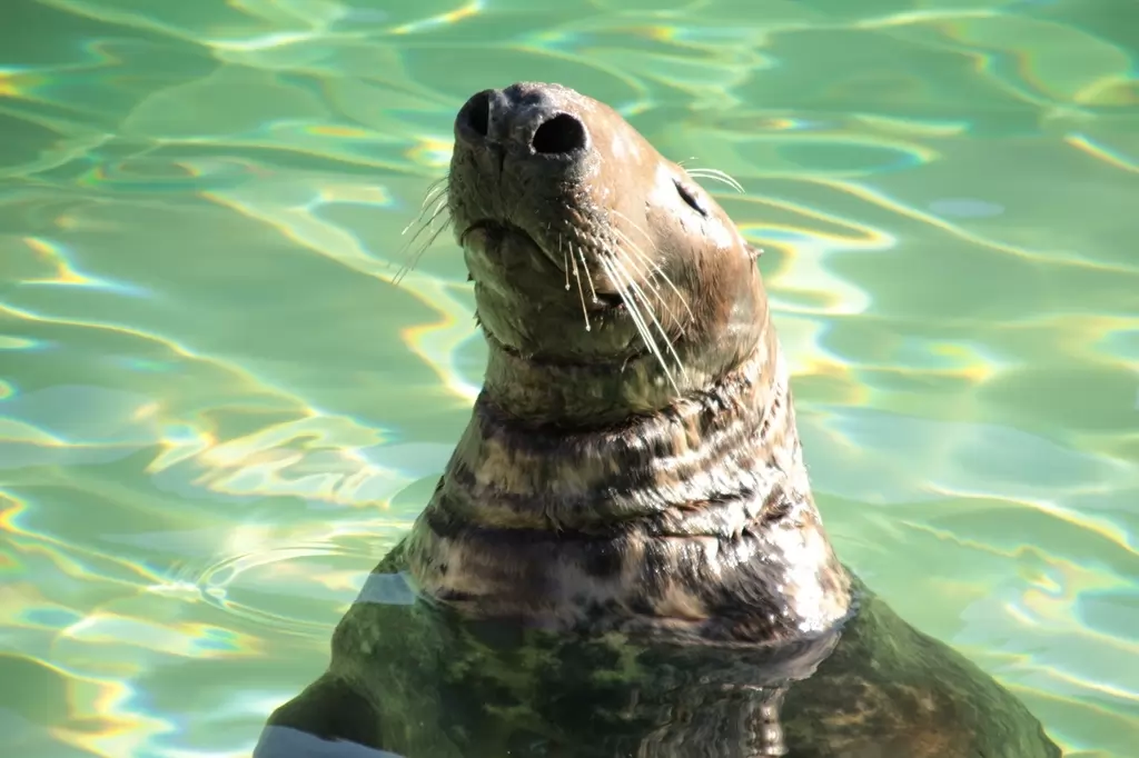 Kalifornischer Seelöwe im Allwetterzoo Münster - 2019