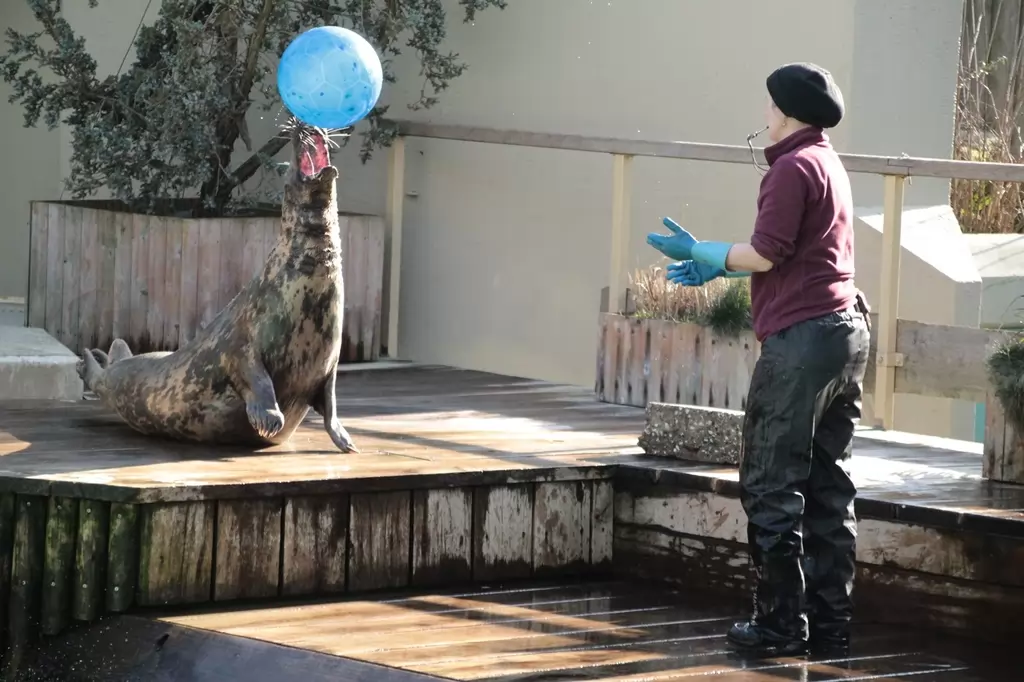 Kalifornischer Seelöwe im Allwetterzoo Münster - 2019
