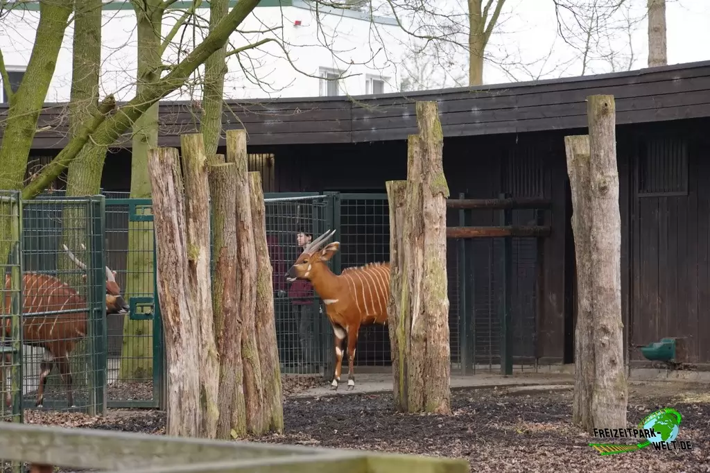 Östlicher Bongo im Allwetterzoo Münster - 2015