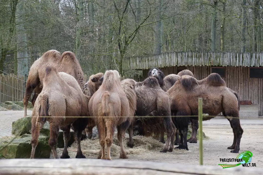 Trampeltier im Allwetterzoo Münster - 2015