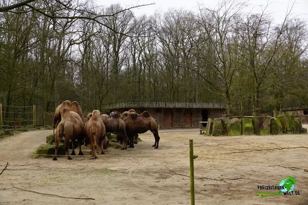 Trampeltier im Allwetterzoo Münster - 2015