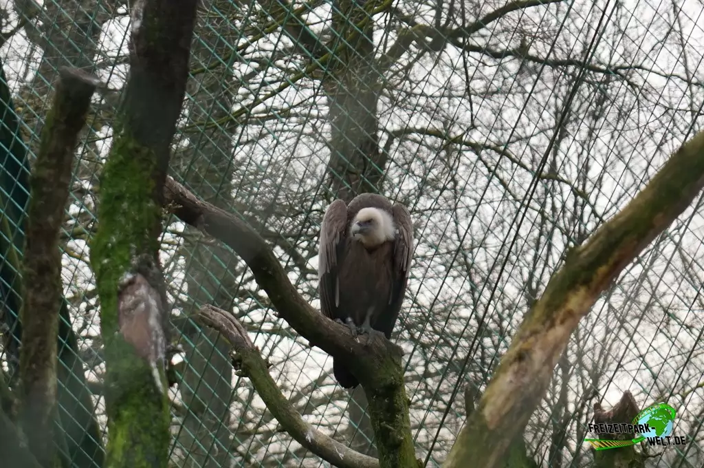 Westlicher Gänsegeier im Allwetterzoo Münster - 2015