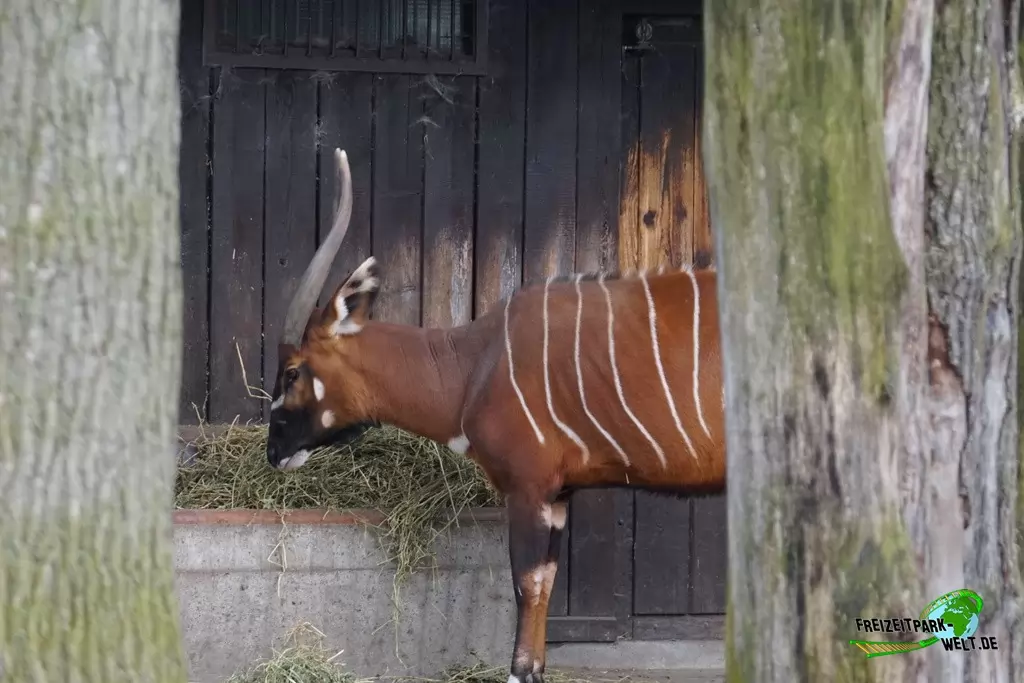 Östlicher Bongo im Allwetterzoo Münster - 2015