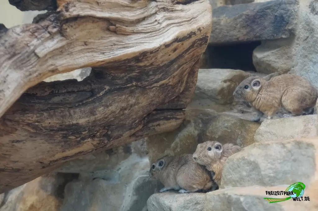 Gundi im Allwetterzoo Münster - 2015