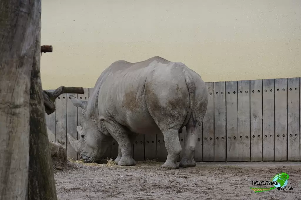 Nashorn im Allwetterzoo Münster - 2015