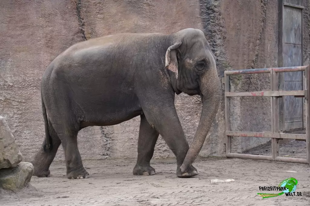 Asiatischer Elefant im Allwetterzoo Münster - 2015