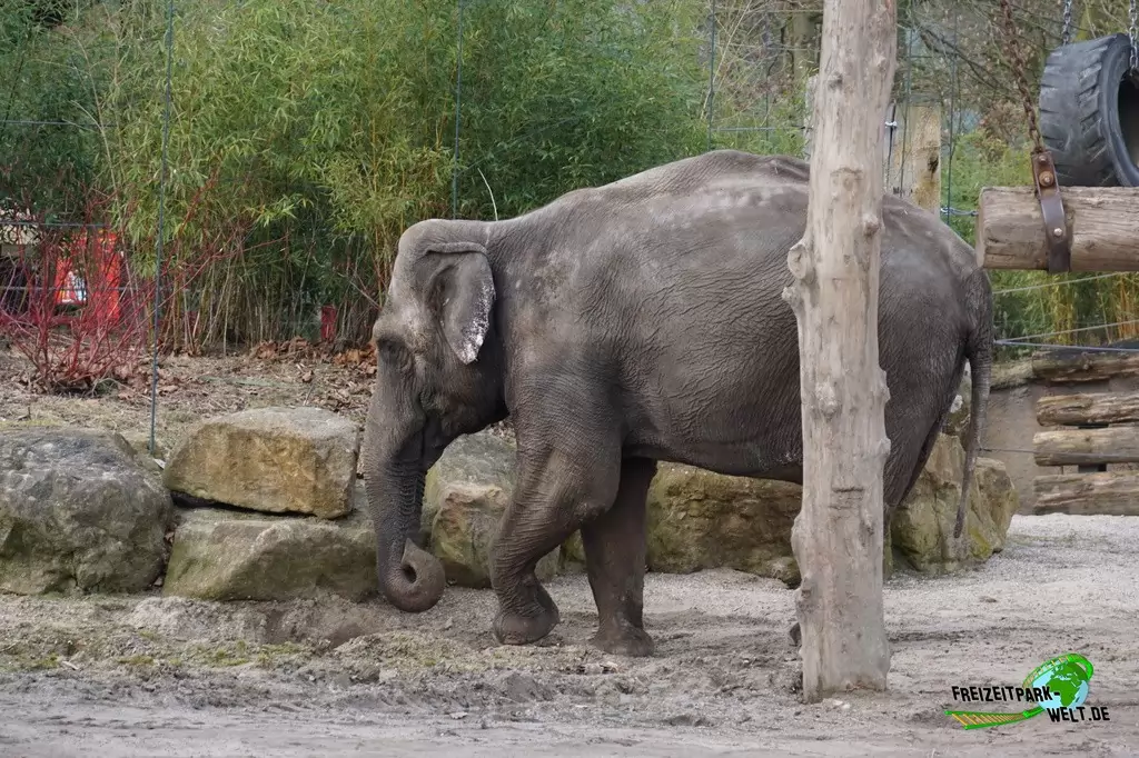 Asiatischer Elefant im Allwetterzoo Münster - 2015