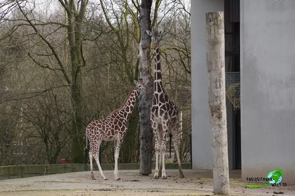 Giraffe im Allwetterzoo Münster - 2015