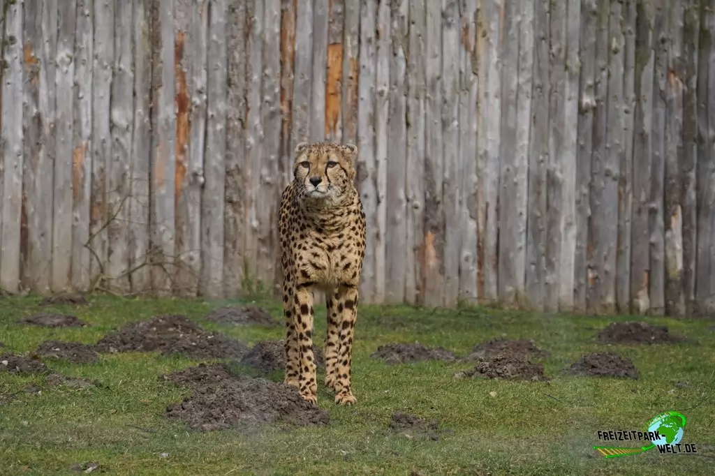 Gepard im Allwetterzoo Münster - 2015