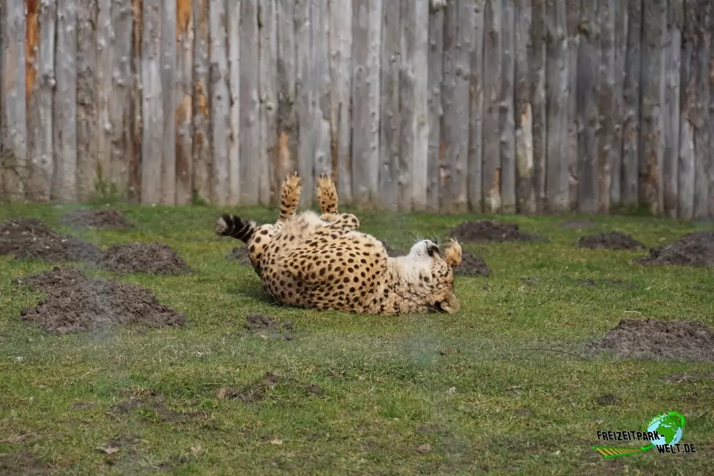 Gepard im Allwetterzoo Münster - 2015