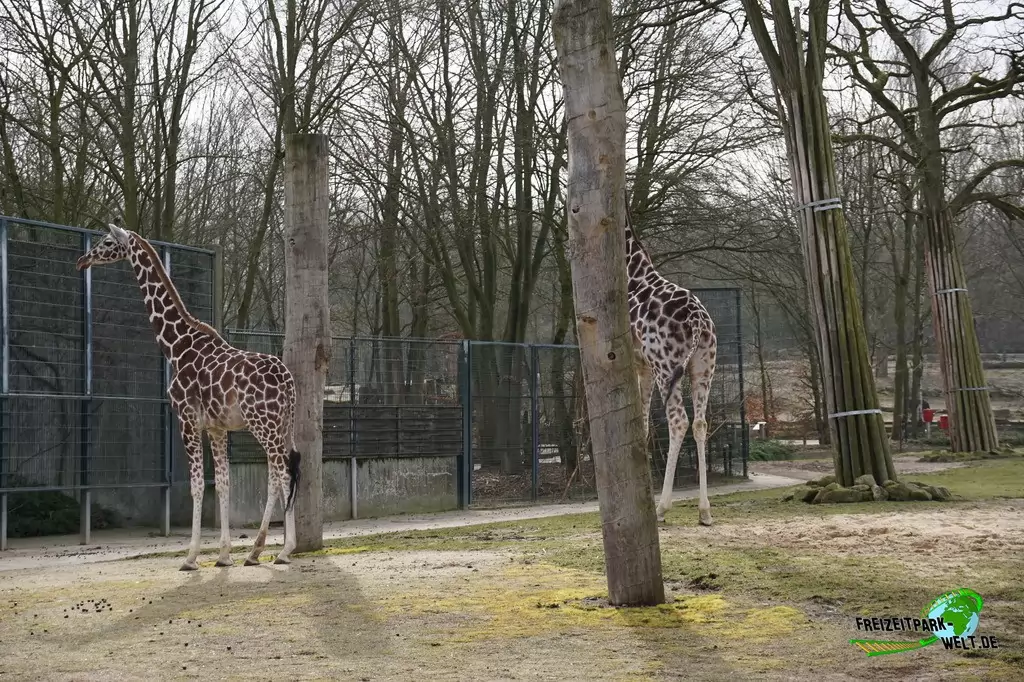 Giraffe im Allwetterzoo Münster - 2015