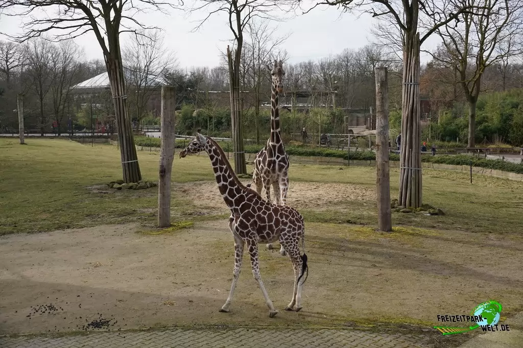 Giraffe im Allwetterzoo Münster - 2015