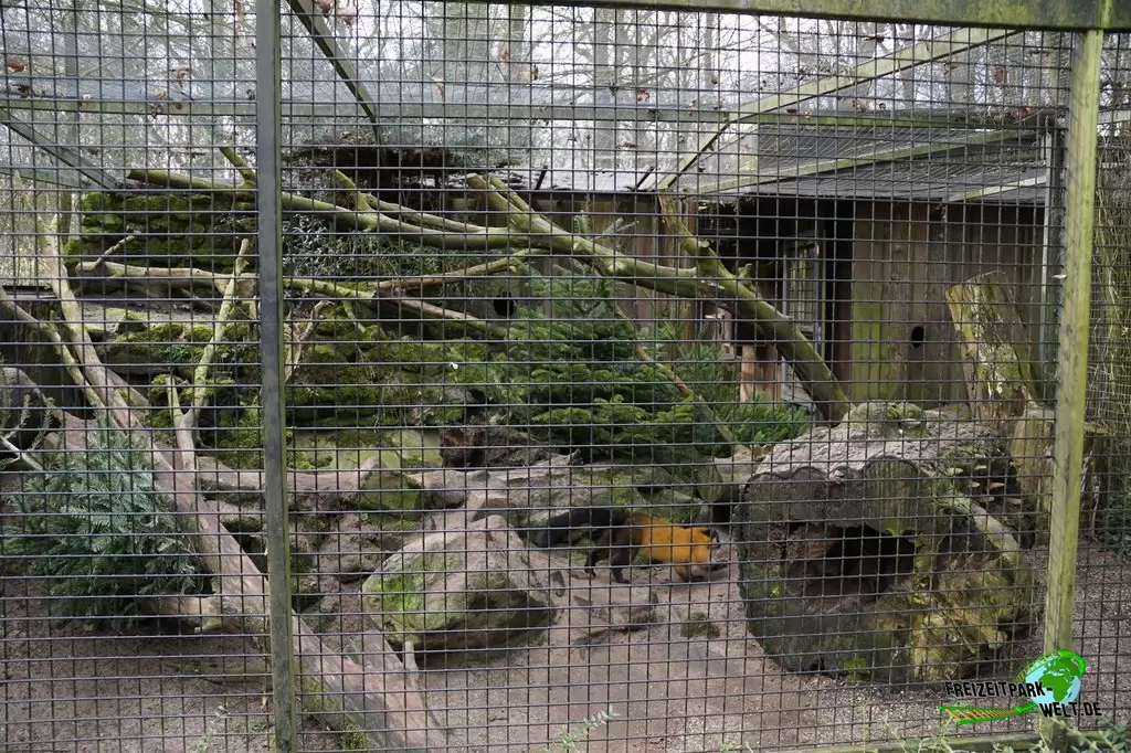 Buntmarder im Allwetterzoo Münster - 2015