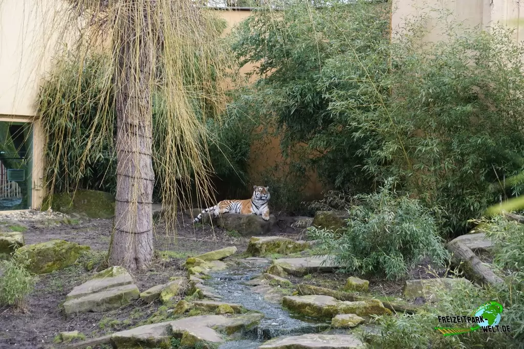 Königstiger im Allwetterzoo Münster - 2015